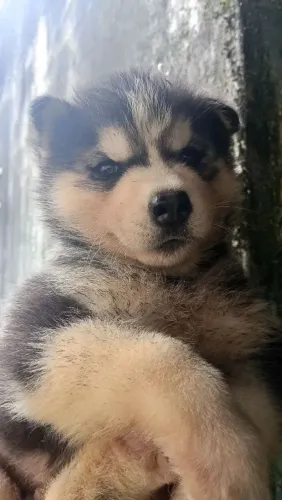 Husky siberiano Um filhote que esbanja charme e simpatia