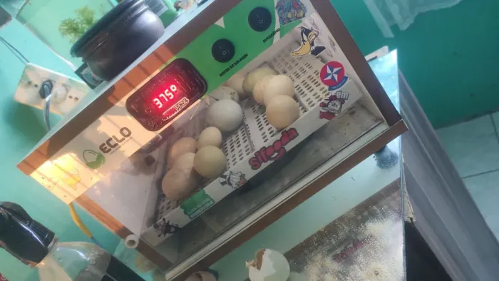 Chocadeira de 40 ovos