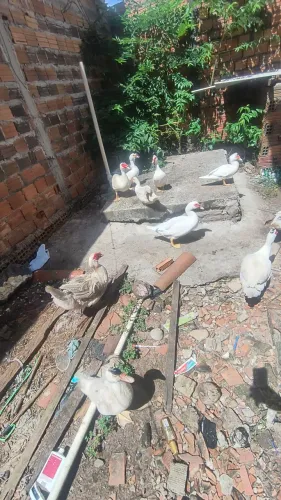 Vende-se Patos 