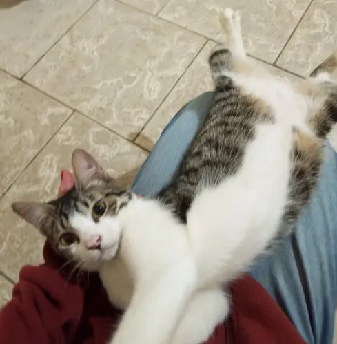 Gatinho para adoção