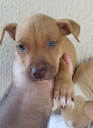 Pit Bull red nose macho. PROMOÇÃO 