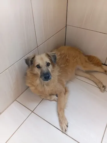 ADOÇÃO RESPONSÁVEL