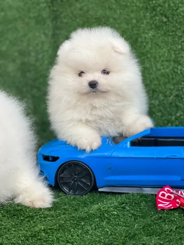 Lulu da pomerania macho na promoção!