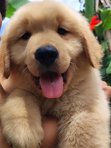 Lindos Filhotes Golden Retriever liberados pra reserva
