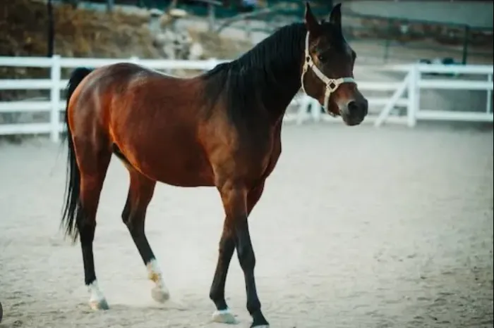 Estou doando esse cavalo