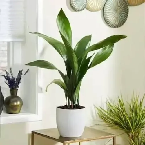 Aspidistra planta ferro super resistente 