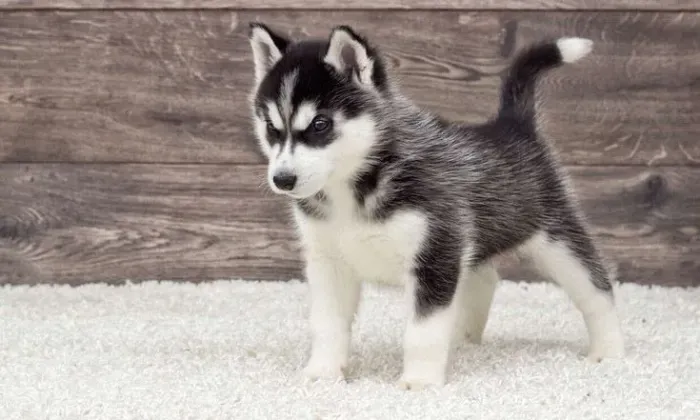 Felizes filhotes de Husky Siberiano para sua familia !
