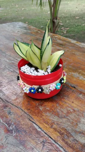 Plantas naturais