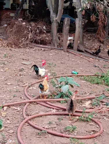 Galo e galinha garnisé