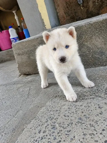Filhote de husky siberiano! Fêmea olhos brancos! 