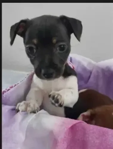 pinscher x fox 