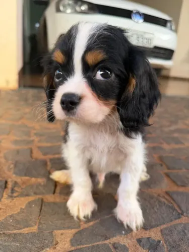 Cavalier filhotes