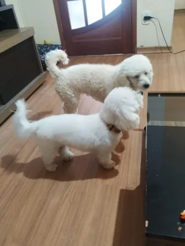 Poodle filhote