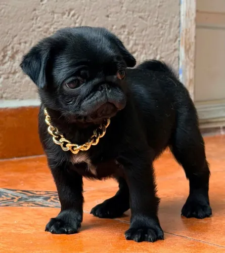 Pug
