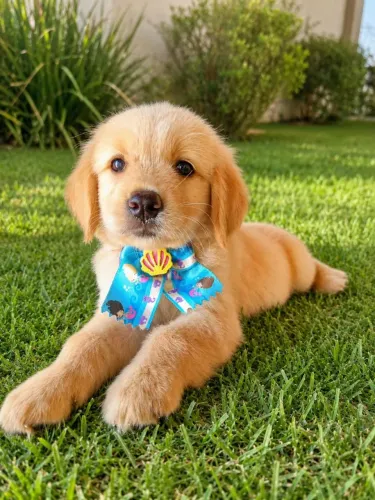 Filhote de golden retriever
