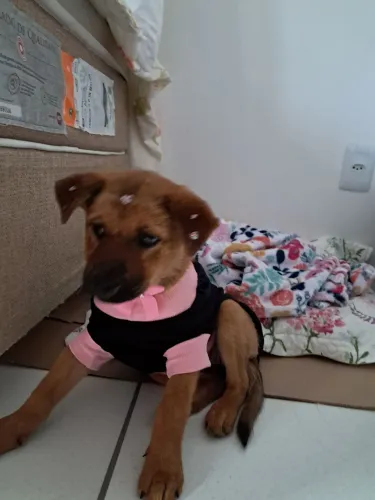 Doação de uma linda cadelinha.