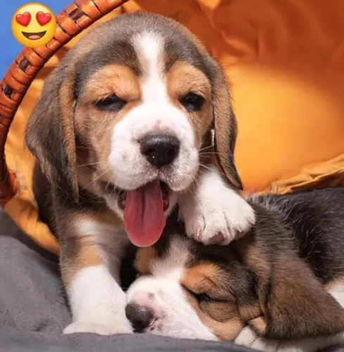 Beagle Mini Filhotes Diferenciados. 