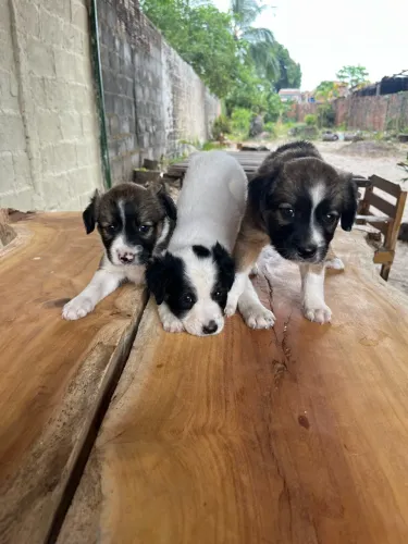 Cachorrinhas filhotes