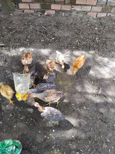 Franguinhos