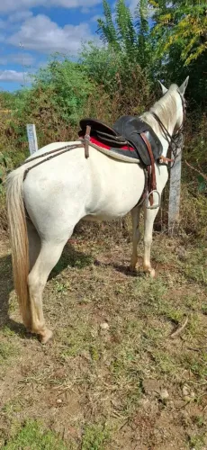 Cavalo