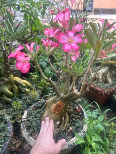 Rosa do deserto