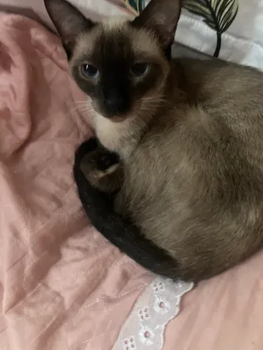 Adoção responsável de felino
