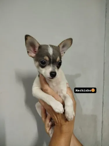 Lindo filhote de Pincher com chihuahua