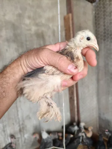 Pintos raça Mini cochin puros 