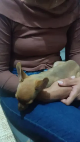 Doação de "pinscher"