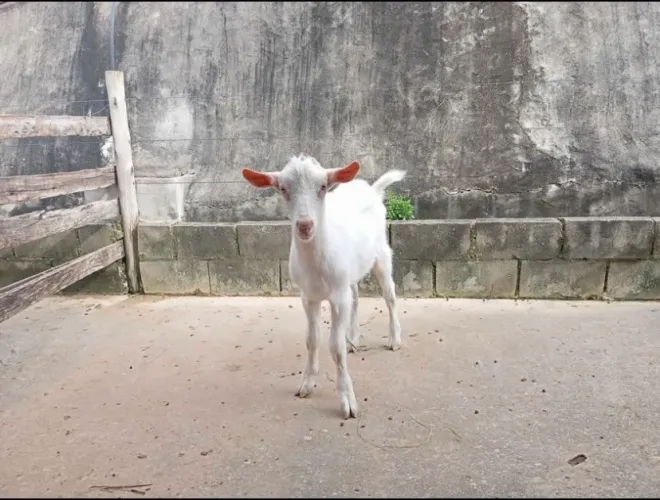 Cabrito