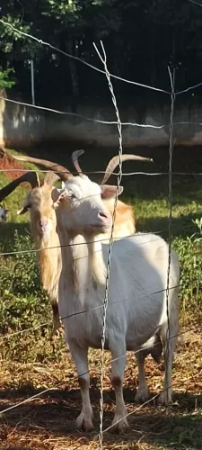 Cabras saanen prenhas