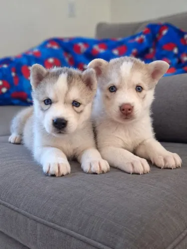 filhotes de husky siberiano disponíveis para entregas