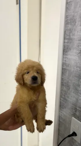 Golden retriever com cbkc pronta entrega