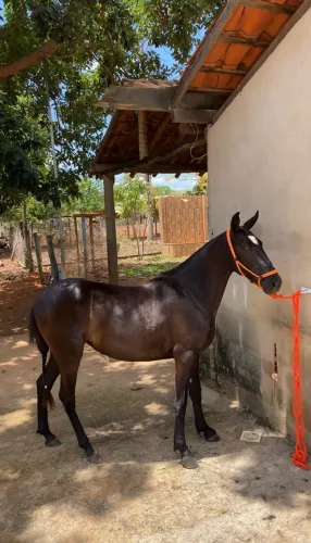 Potra preta registrada
