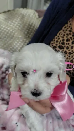 Filhote Maltês, Corações Peludos Prontos Para Encher Sua Vida de Amor!