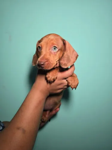 Teckel, dachshund, Basset, Cofap salsicha
