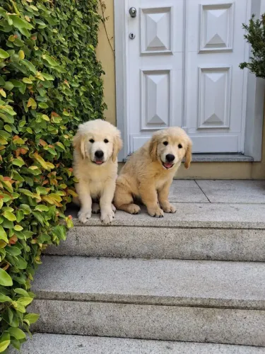 Golden Retriever