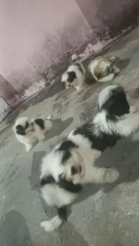 Lhasa Apso 
