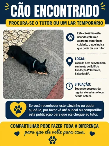 Cão perdido ou abandonado 