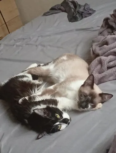 Gatos machos (irmãos)