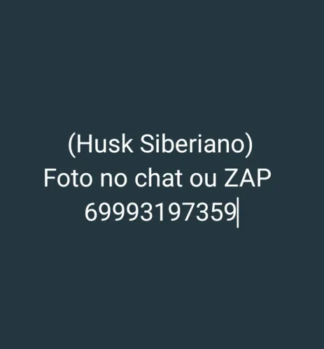 Husk Siberiano fêmea com 12 meses R$500