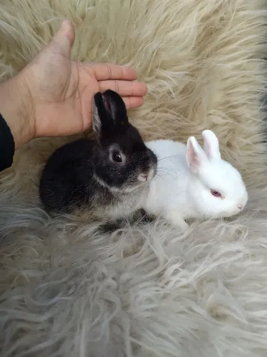 Coelho netherland Dwarf