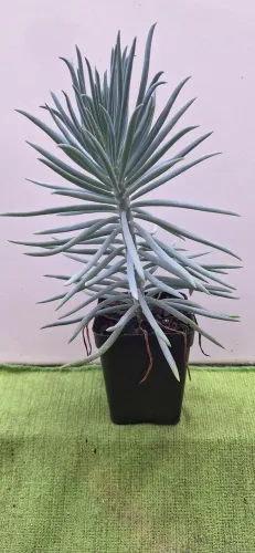 Plantas suculentas