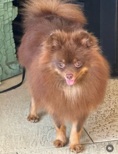 Lulu da pomerania