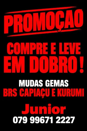 COMPRE E LEVE EM DOBRO BRS CAPIAÇU KURIMI DA EMBRAPA SO ESSE MES DE OUTUBRO 26