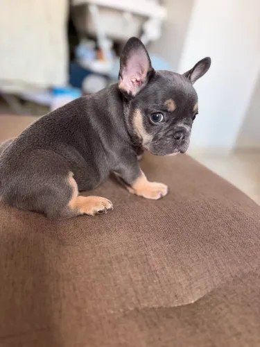 Bulldog Francês macho lilac and Tan