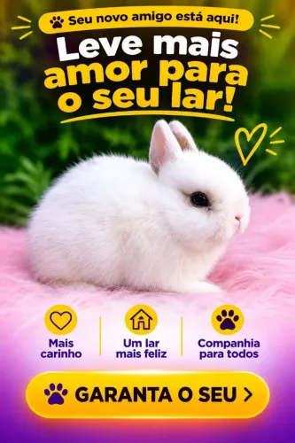Coelho netherland Dwarf