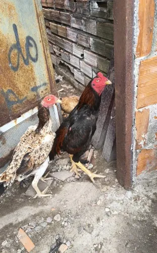 Galo e galinha