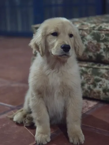 GOLDEN RETRIVIER