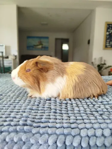 Porquinhos da índia Filhote